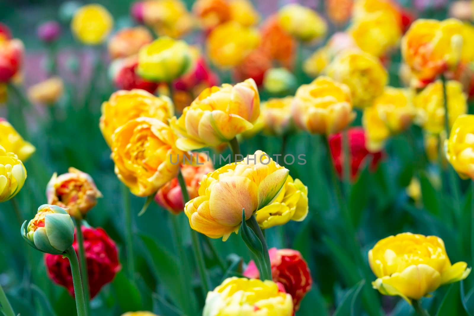 Tulips. Beautiful spring flowers in the garden.