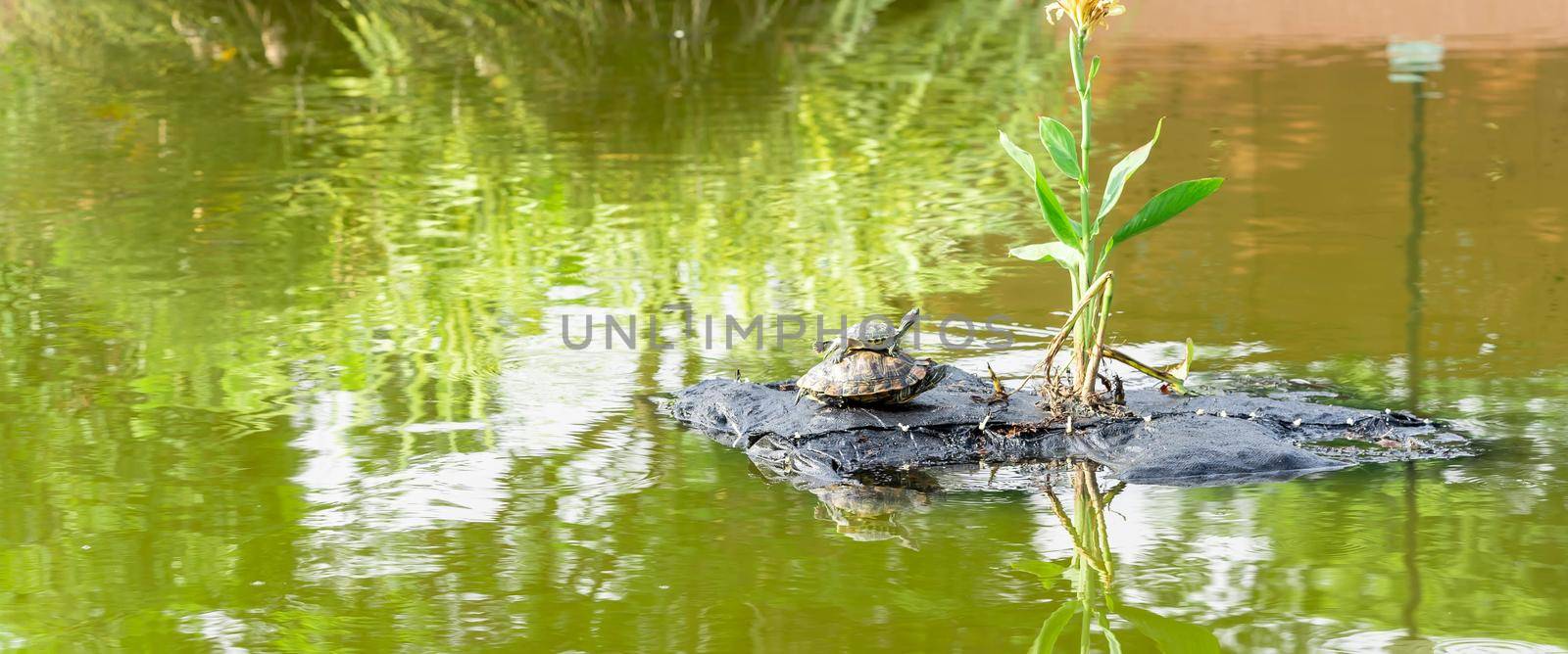 Baby turtle riding on mommy turtles back. Mother and child turtle. Baby turtle playing horseback riding with parent turtle