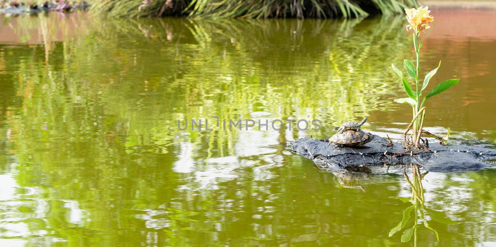 Baby turtle riding on mommy turtles back. Mother and child turtle. Baby turtle playing horseback riding with parent turtle by billroque