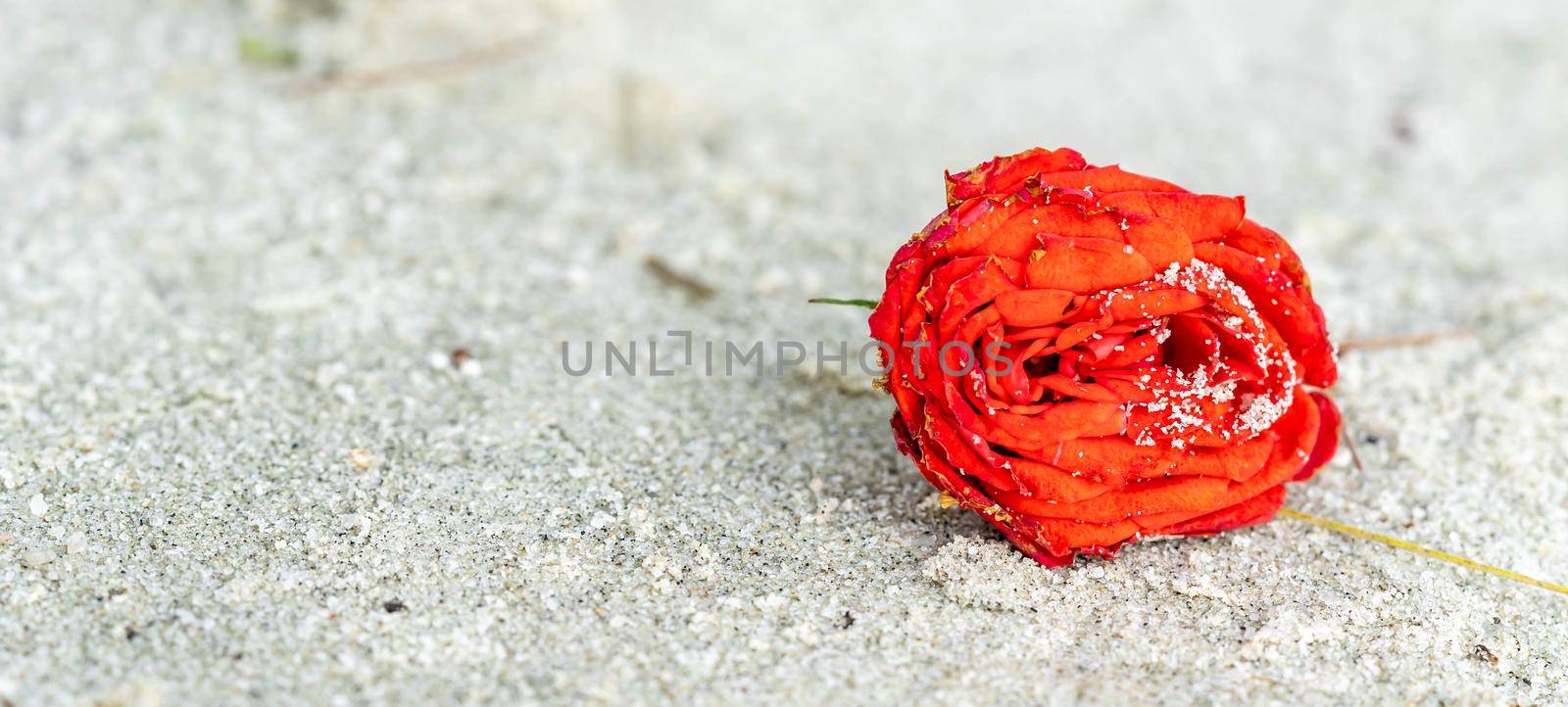 Red rose on the beach with the sand. Macro shot of red rose on beach covered with sand
