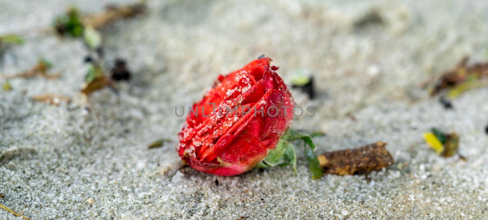 Red rose on the beach with the sand. Macro shot of red rose on beach covered with sand by billroque