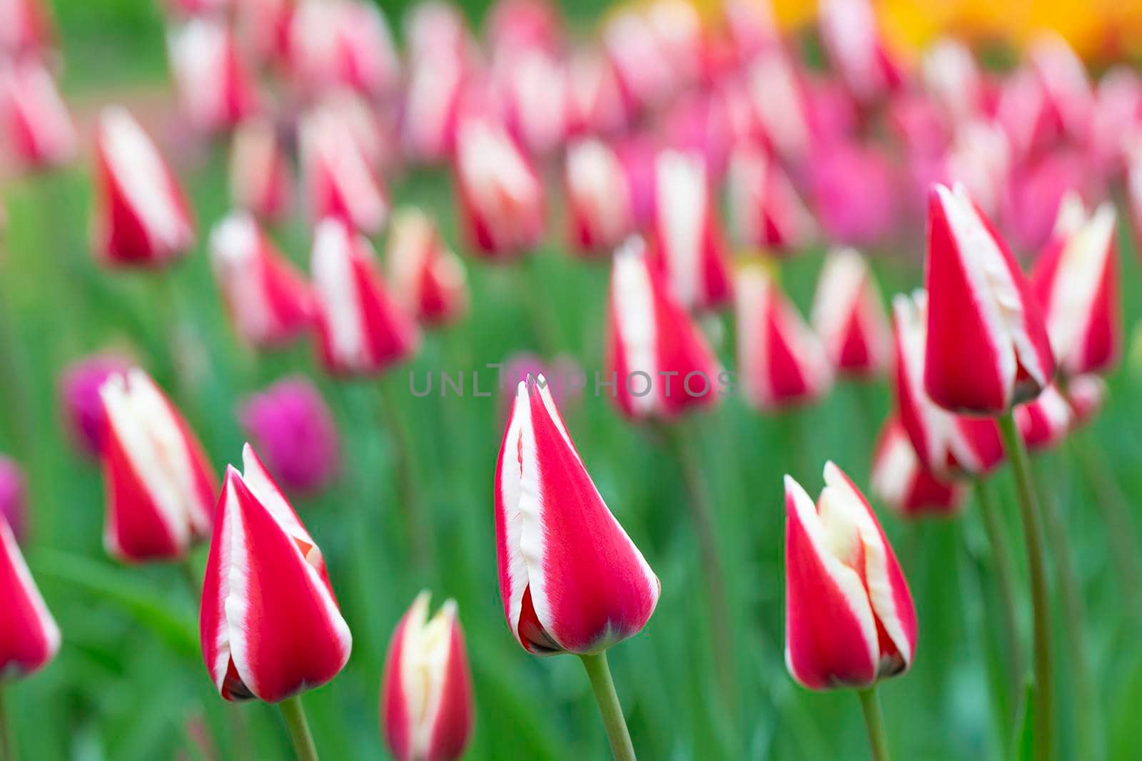 Banner of striped tulips. Beautiful spring flowers in the garden.