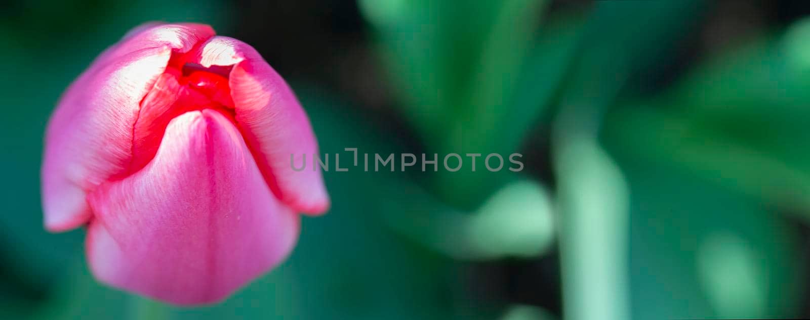 Tulip banner from above on a green background.