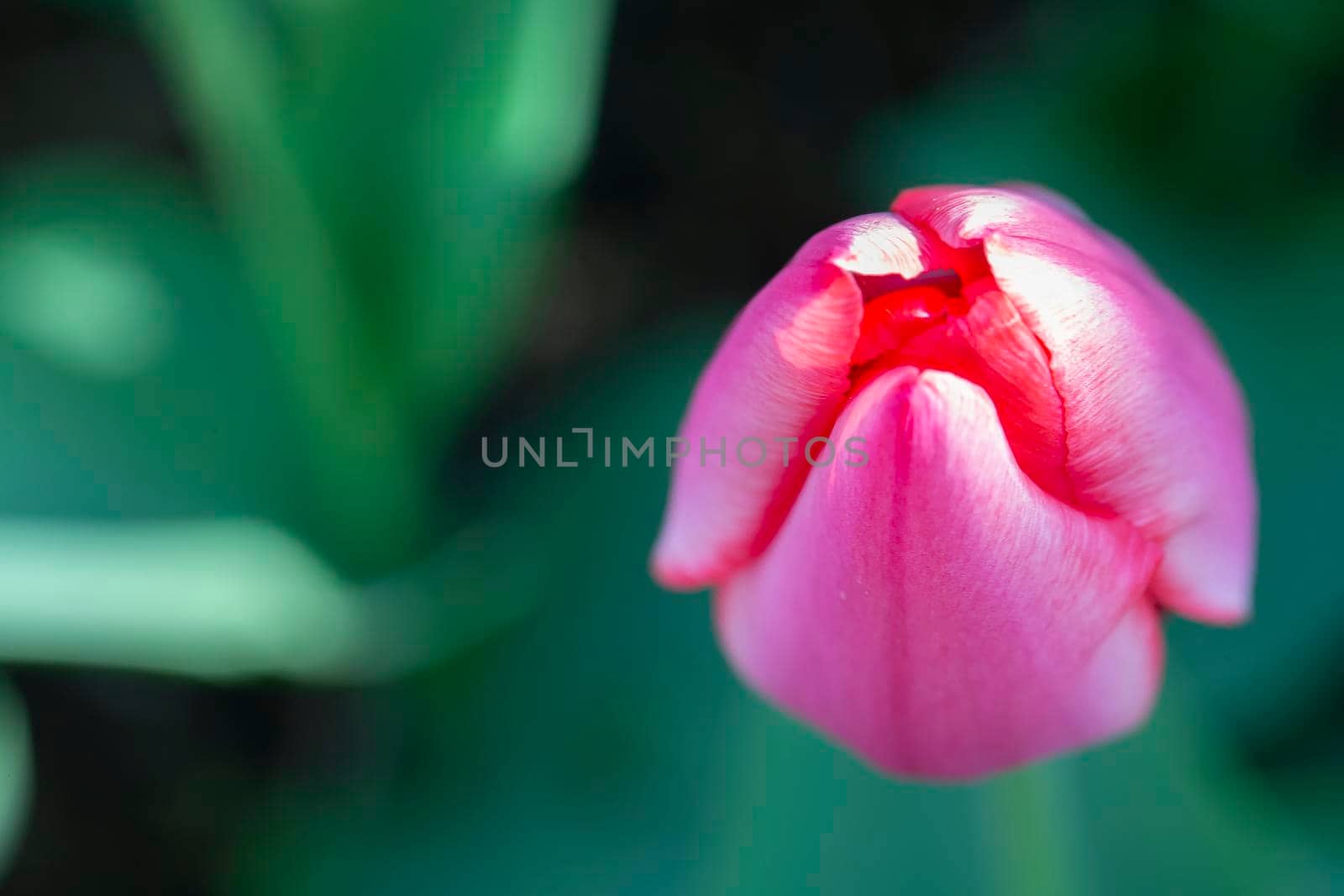 Pink tulip from above. Spring background. Beautiful flowers.