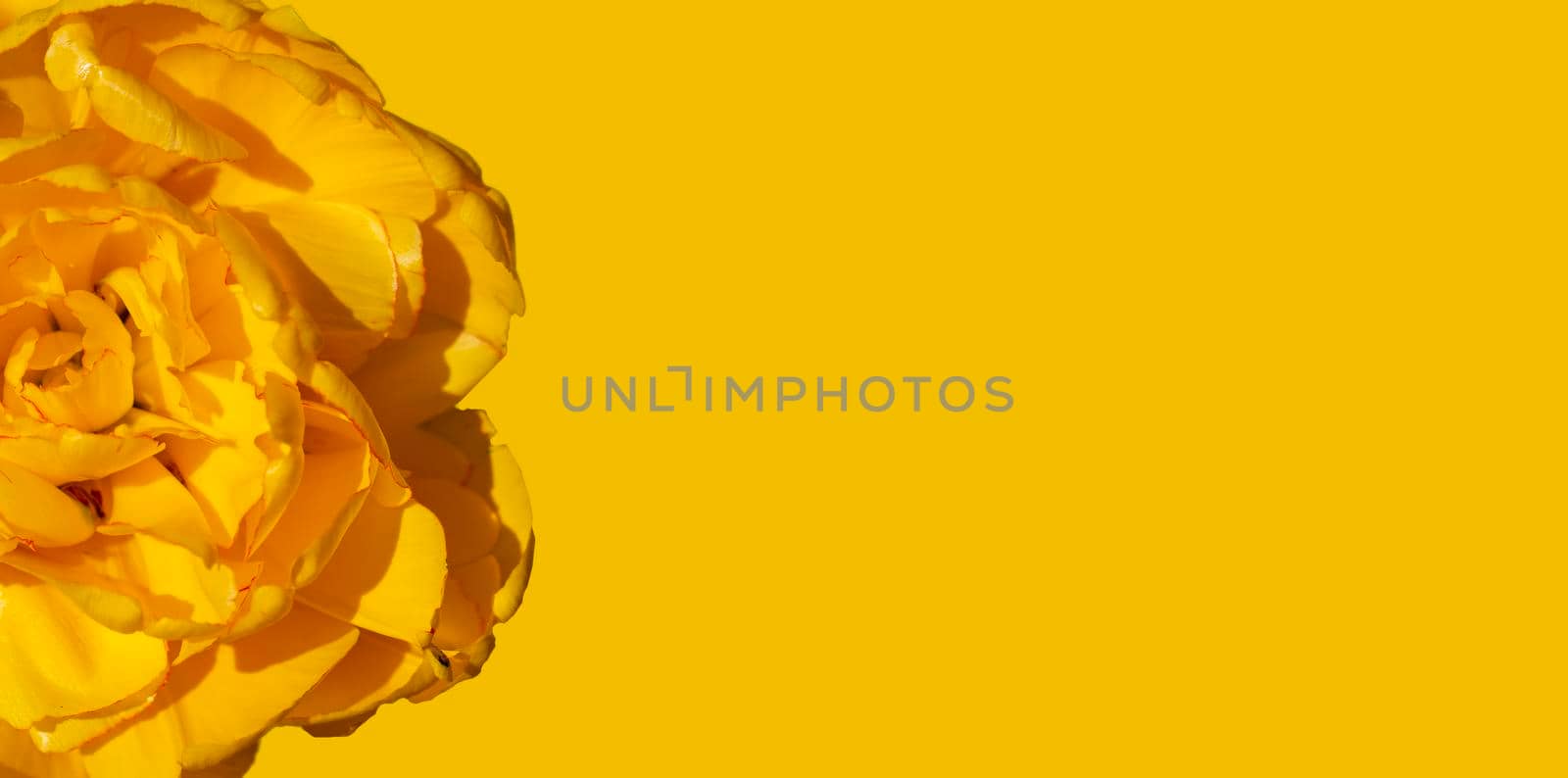 Banner half yellow flower on a yellow background. Background tulip closeup. by Sviatlana