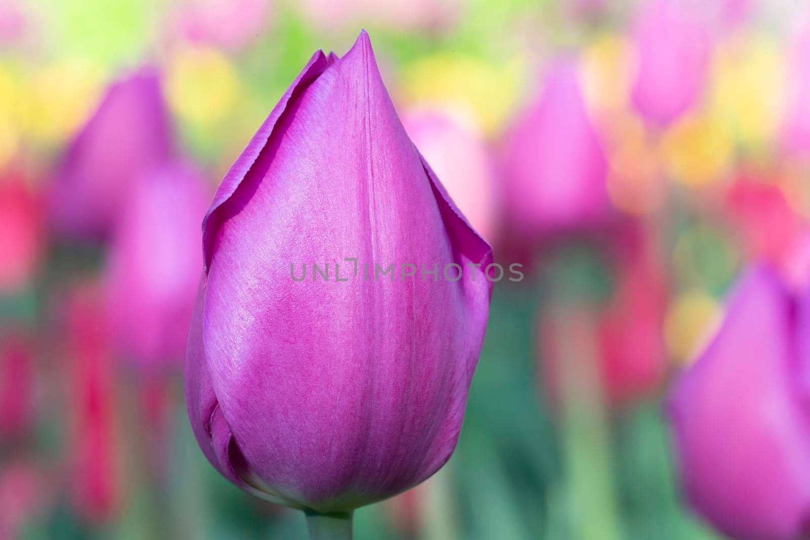 Violet tulip close-up. Beautiful spring flower in the garden.