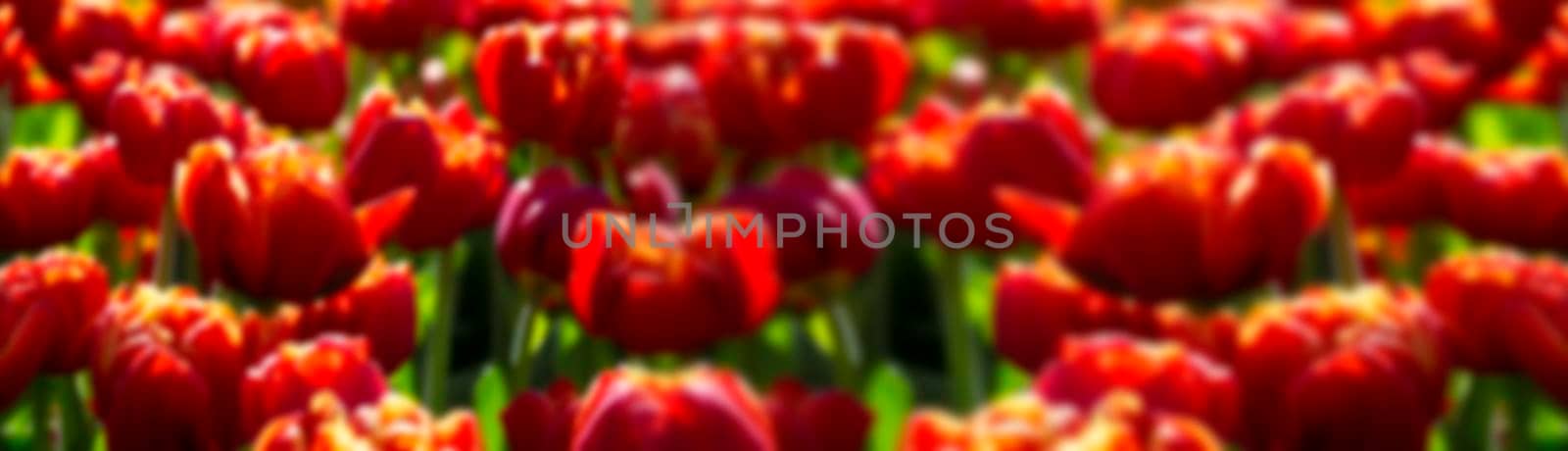 Blurry red tulips banner. Defocused vibrant panorama flowers.