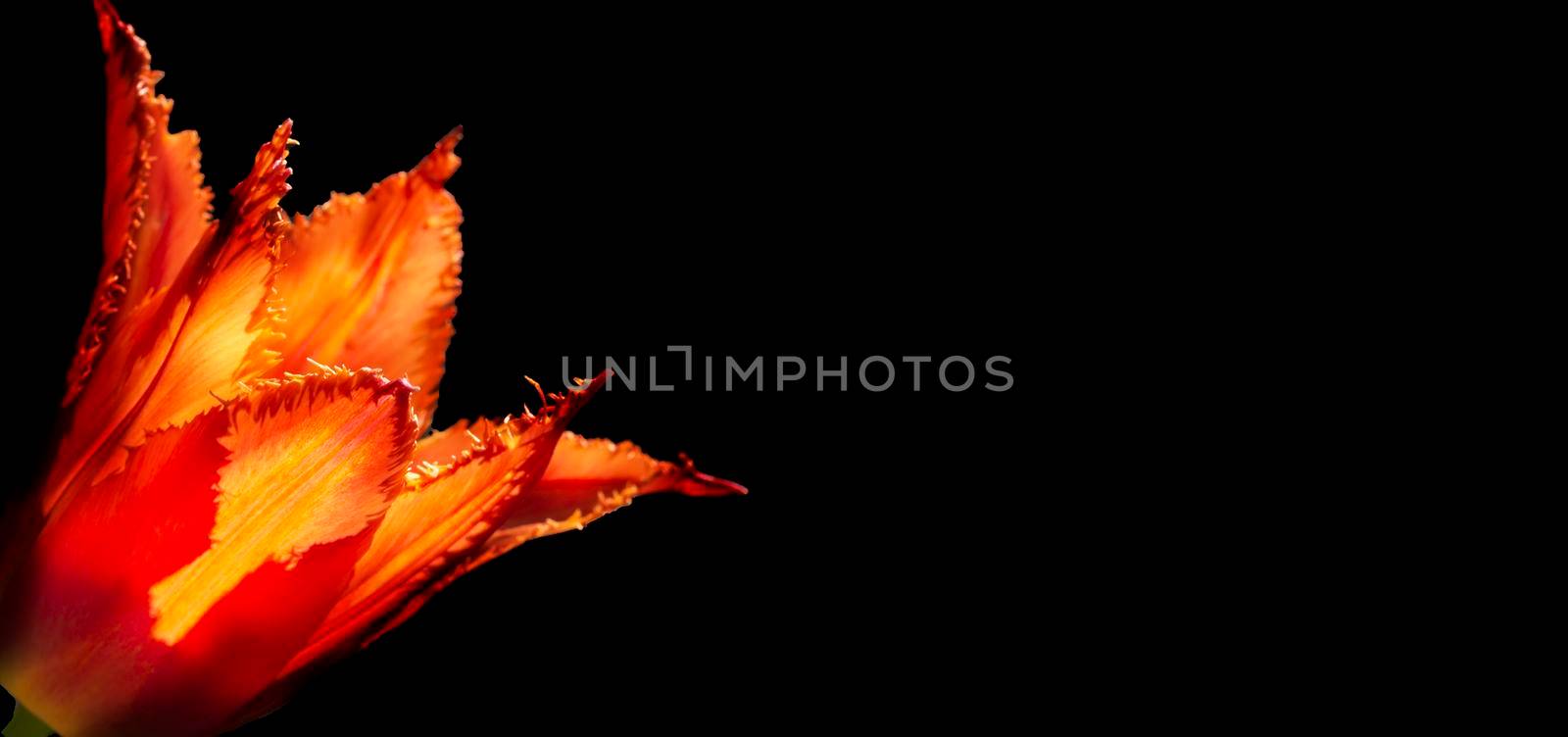 Beautiful orange tulip on a black background. Background beautiful flower. by Sviatlana