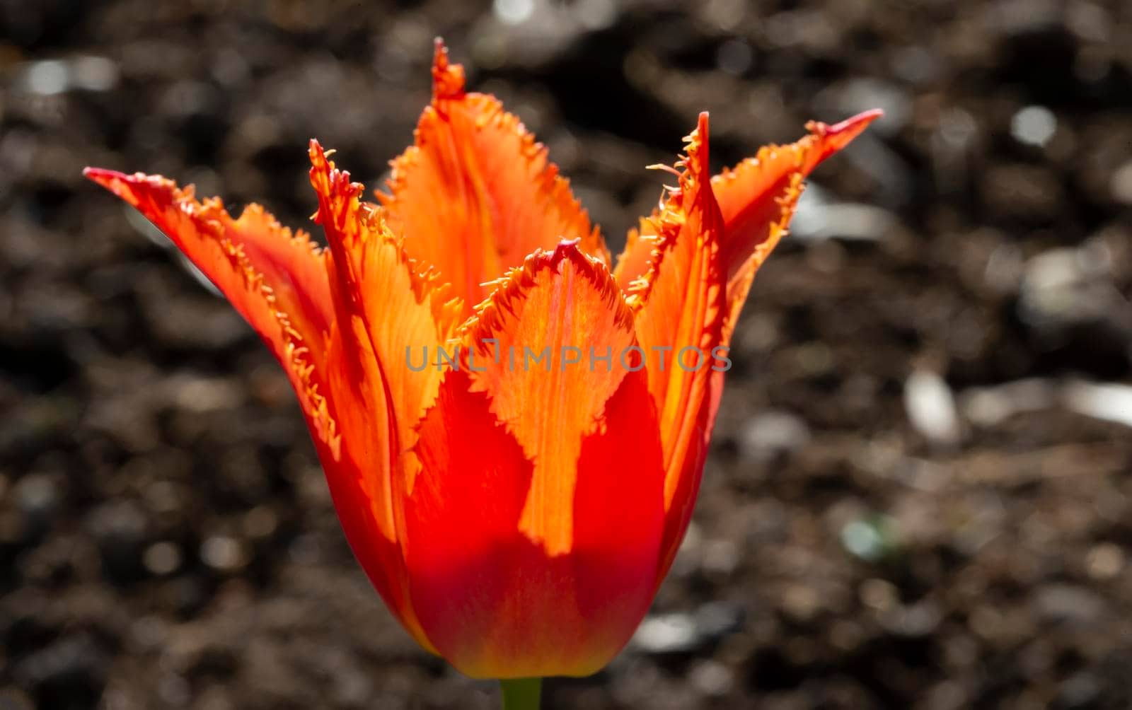 Orange tulip in the garden. Spring background. Beautiful flower.