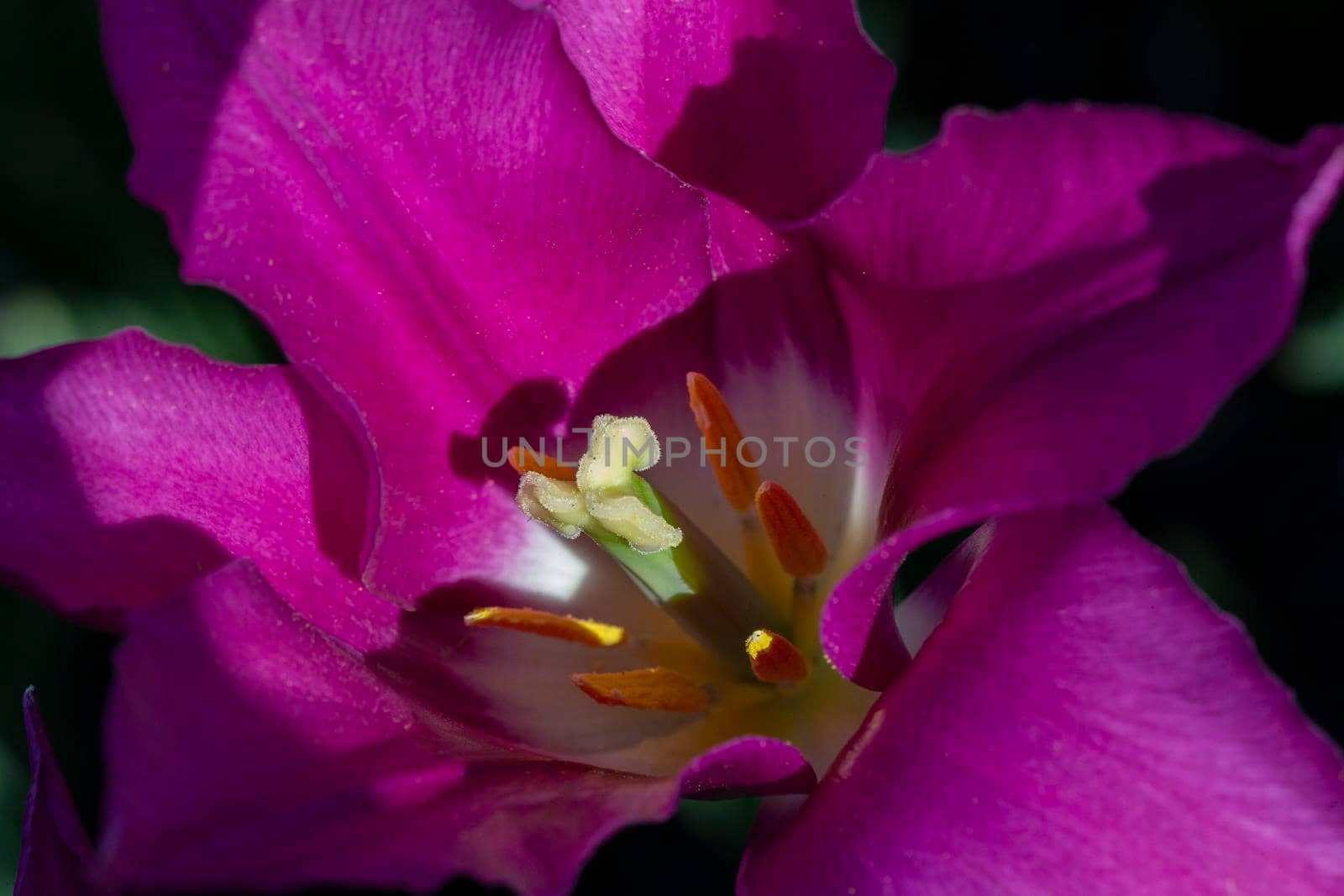 Violet flower close-up. Tulip Macro.