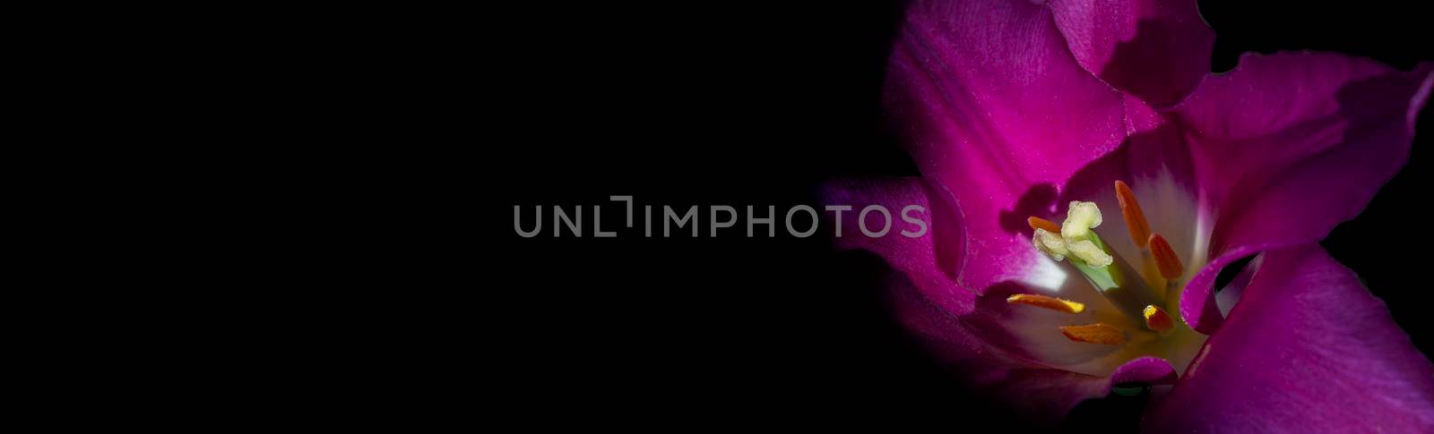 Beautiful purple tulip on a black background. Banner beautiful flower.