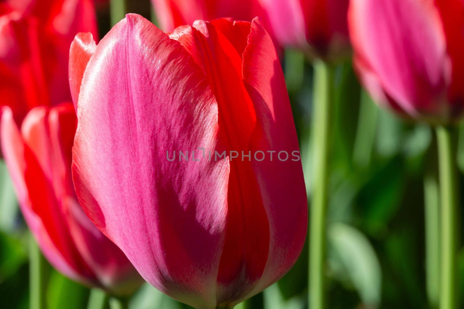 Beautiful spring flowers. Red tulip close-up.