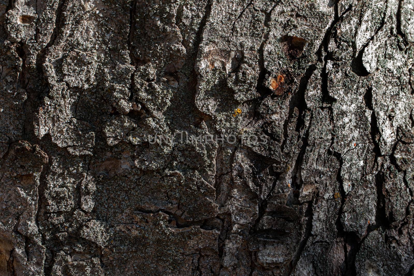 The texture of the tree bark.