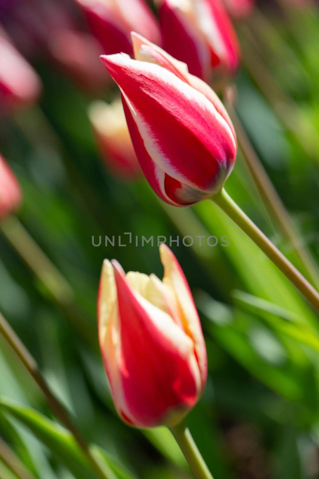Beautiful spring flowers. Vertical red tulips with white stripes