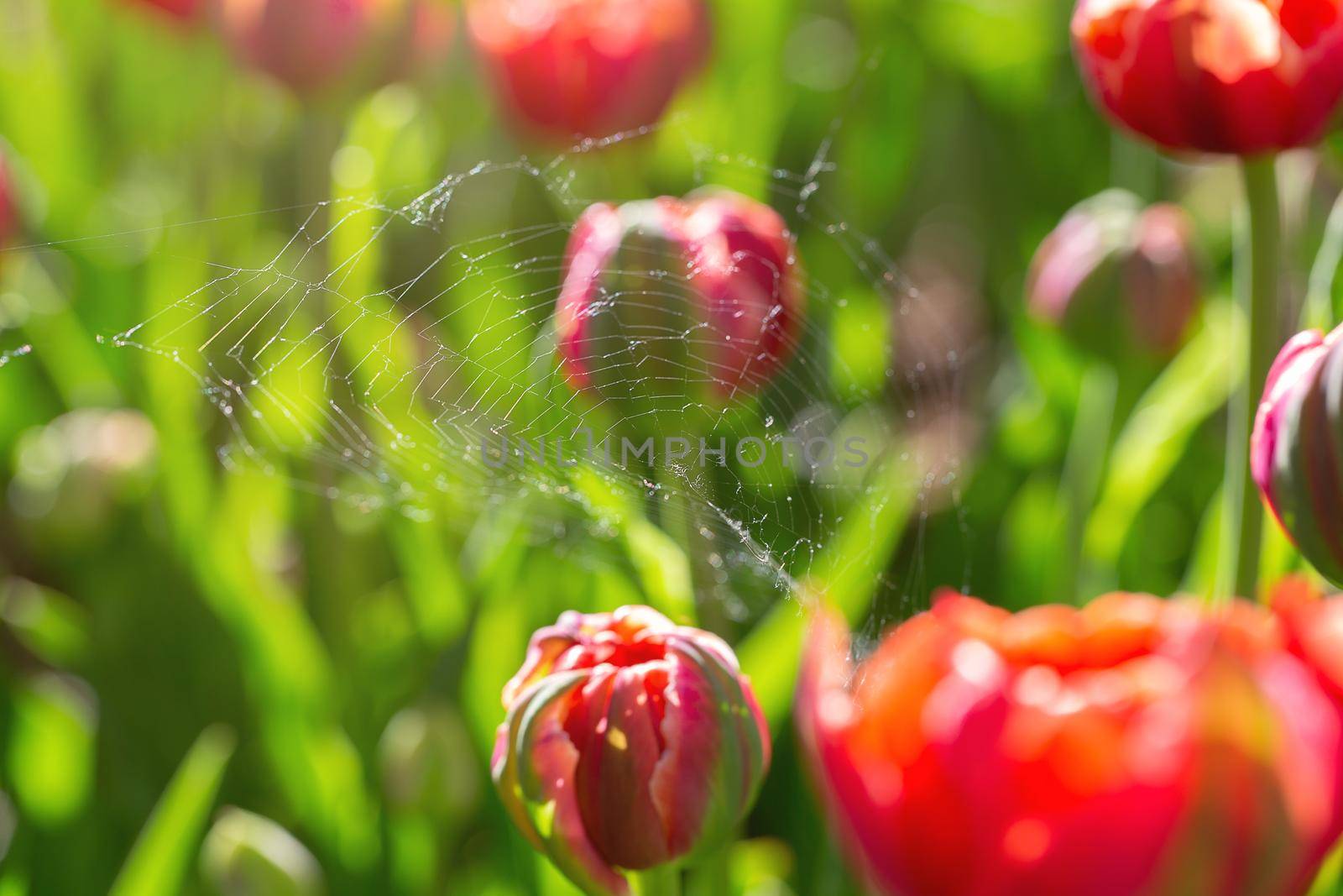 Beautiful spring flowers. Red tulips in green leaves and cobweb.