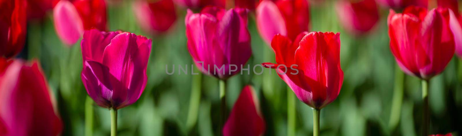 Beautiful spring flowers. Banner red tulips. by Sviatlana