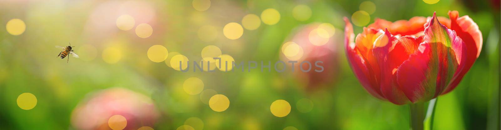 Beautiful spring flowers. Red tulip banner on a bokeh background and a bee