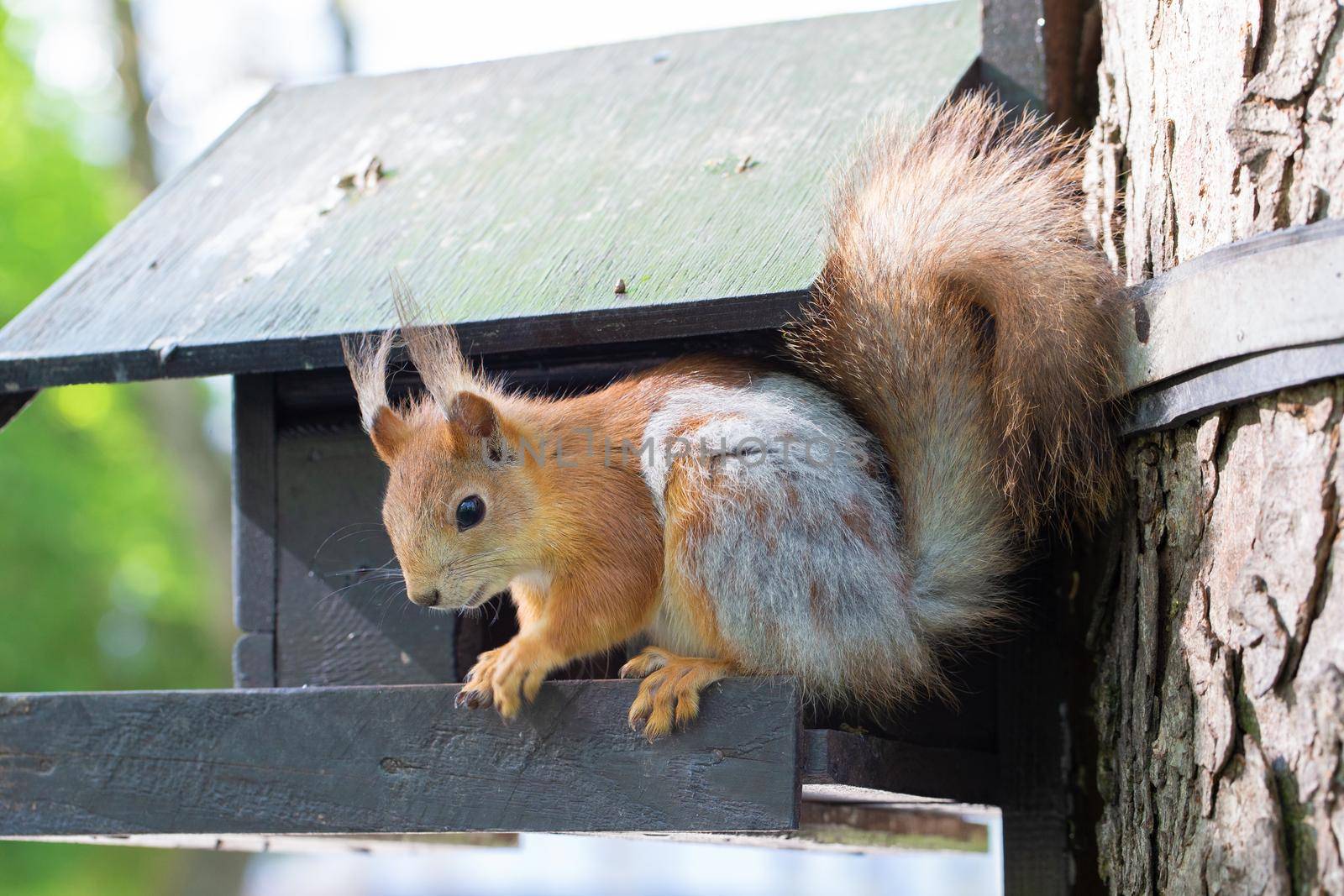 Funny little squirrel sits on a feeding trough. An animal in the park.