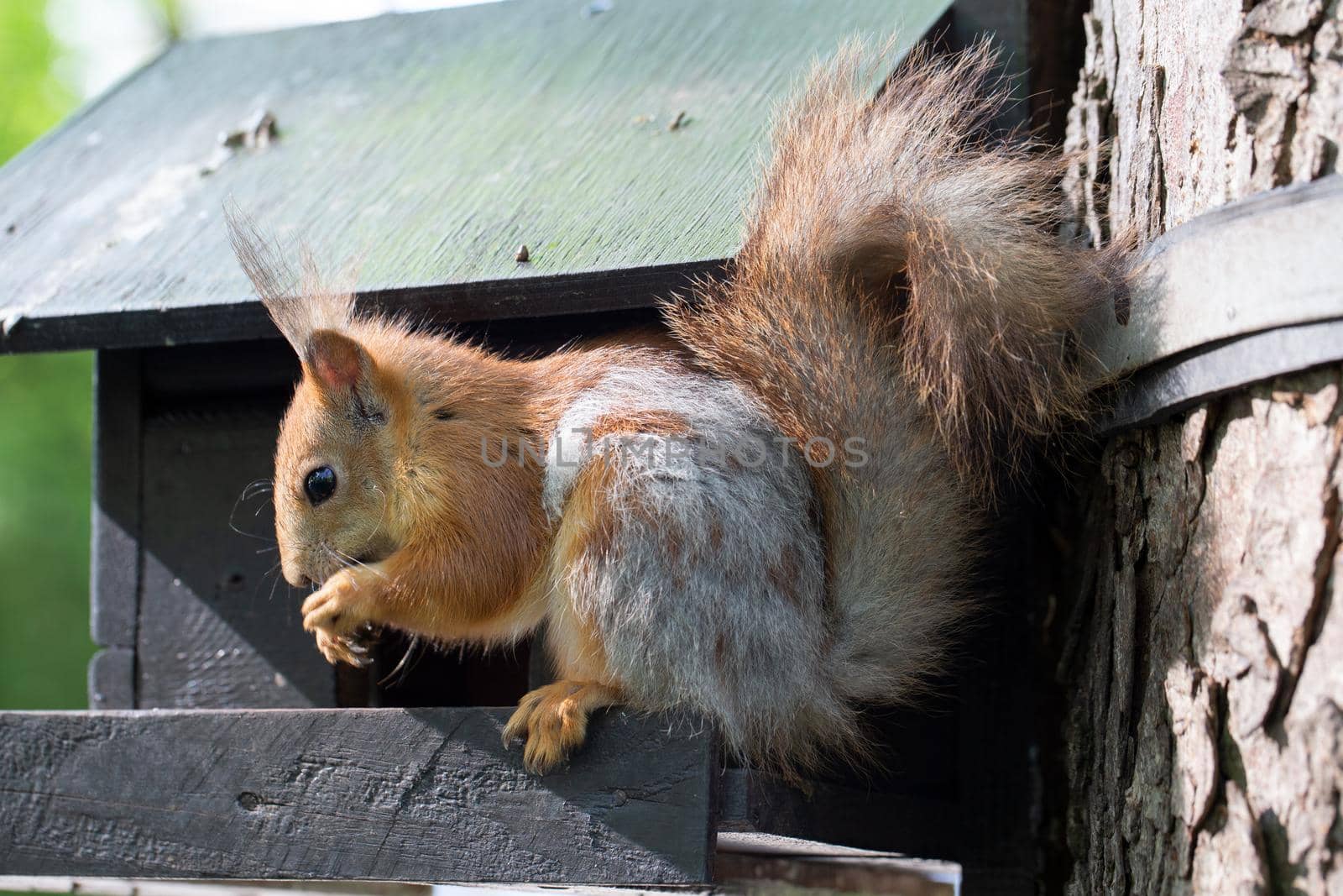 The squirrel gnaws a nut. An animal in the park.
