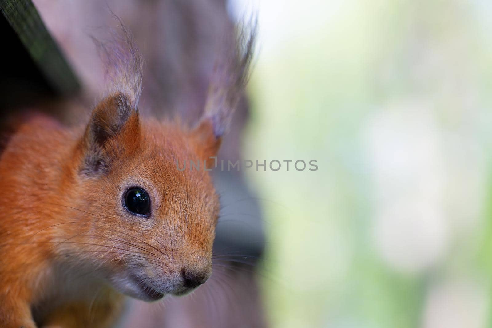 The muzzle of a little squirrel on a background of greenery.