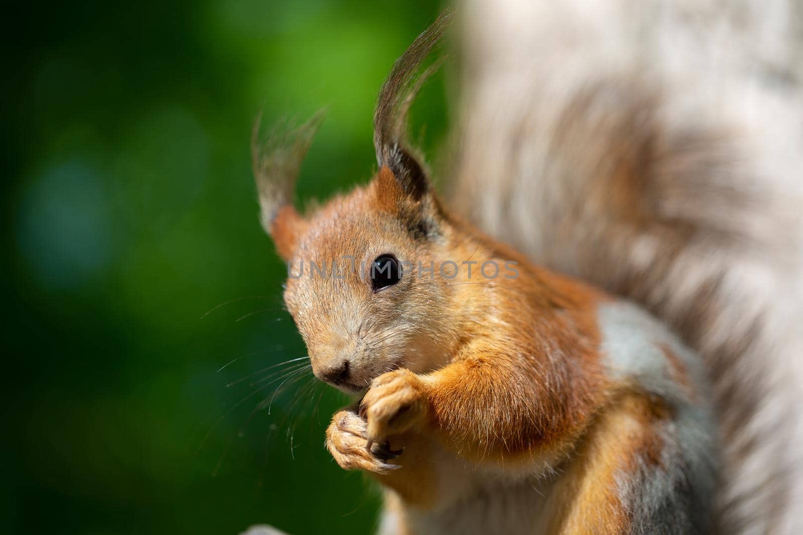 Beautiful red ginger squirrel close-up.