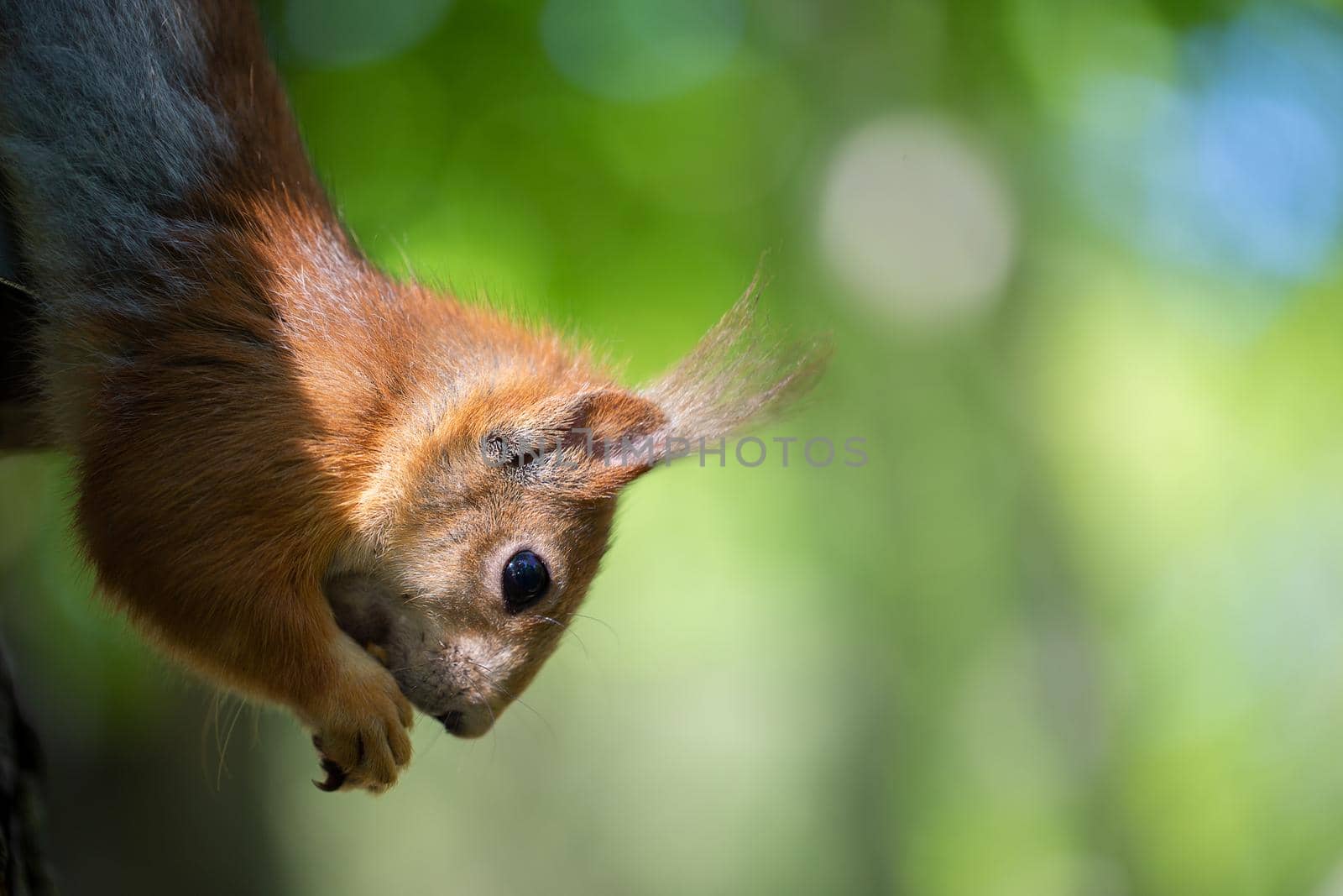 Muzzle of a funny red squirrel close-up on a background of greenery.