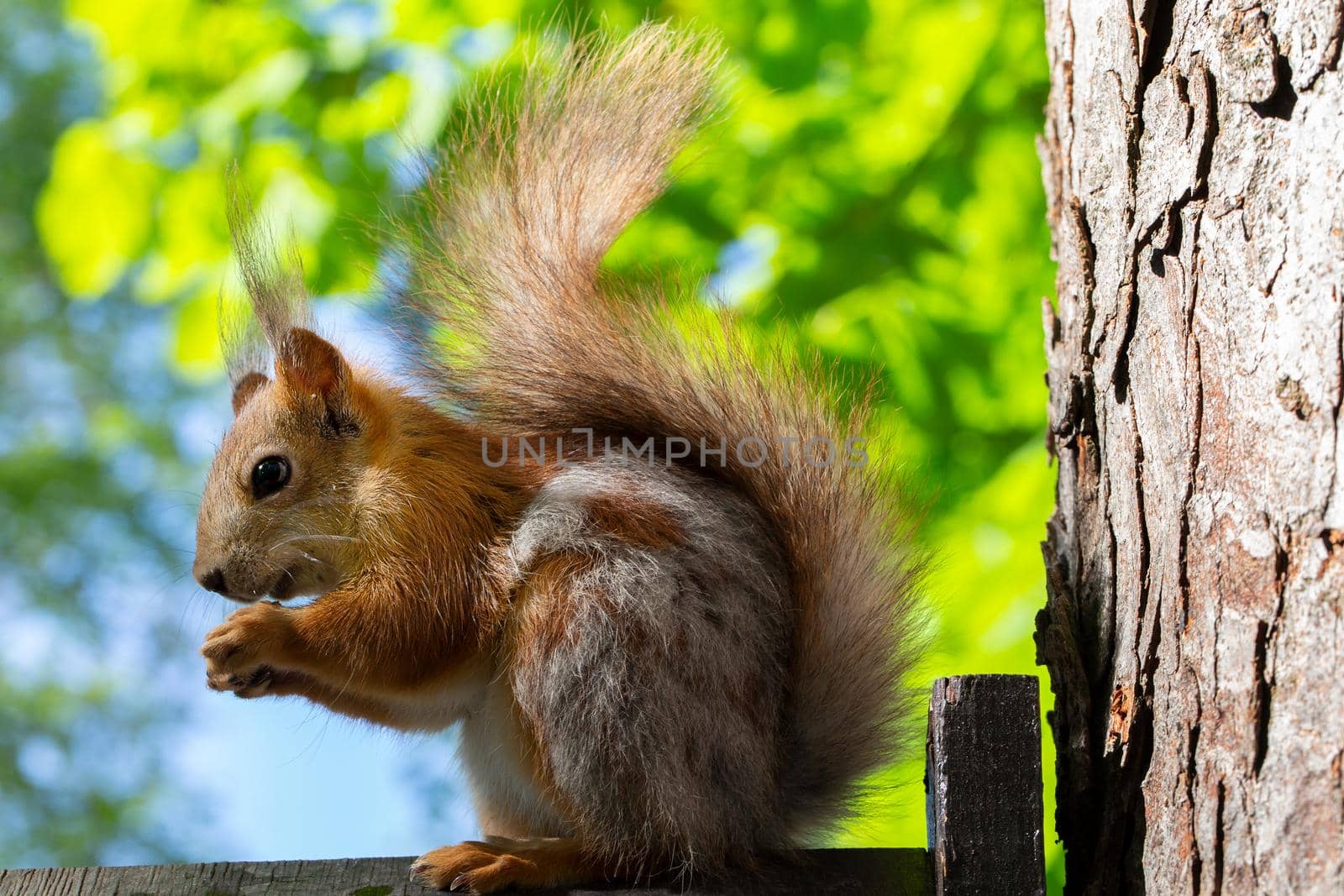 Squirrel close-up on a background of greenery in a natural habitat