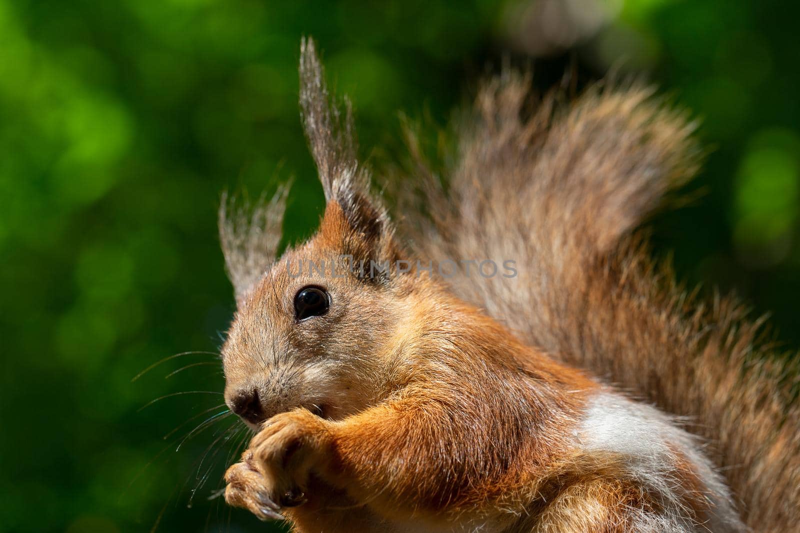 Funny little squirrel on a green background.