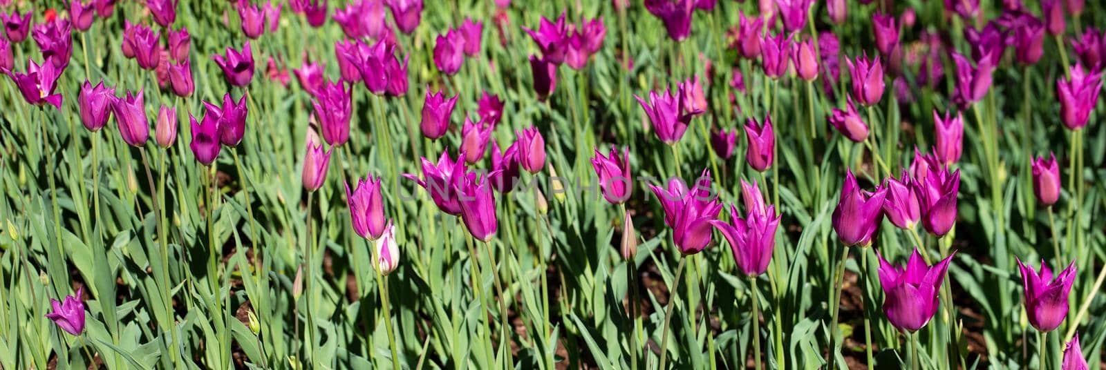 Many purple tulips in the garden.