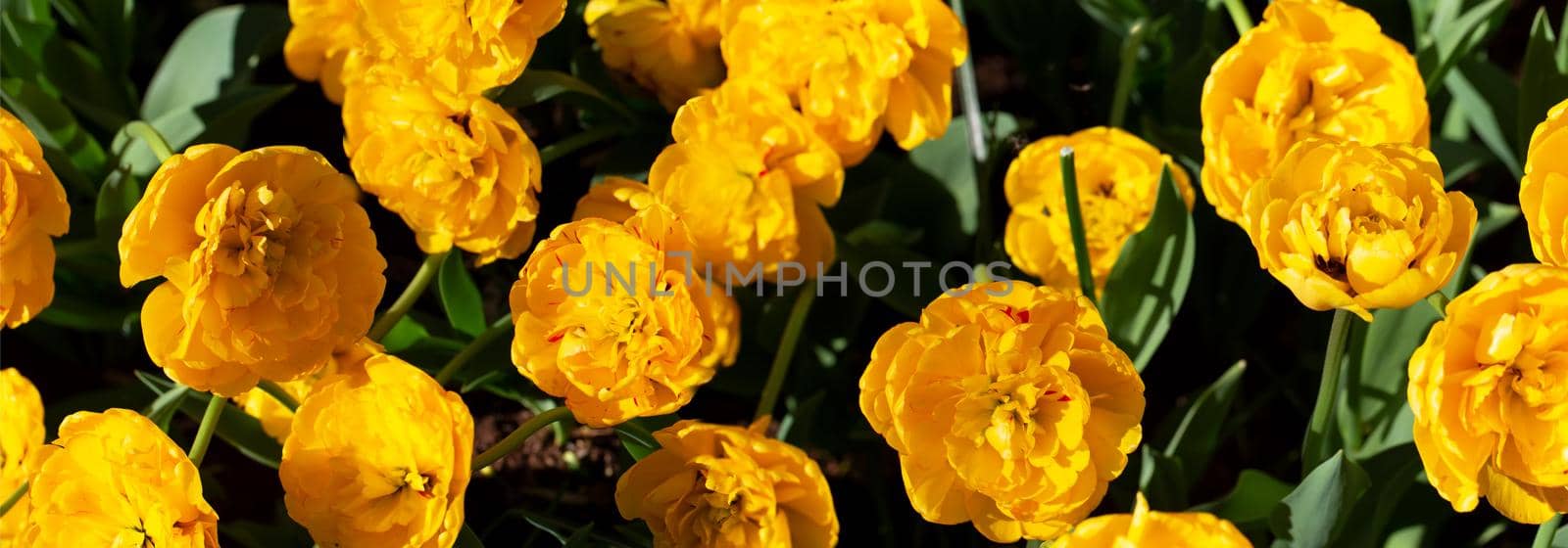 Panorama of yellow large tulips. Beautiful flowers.