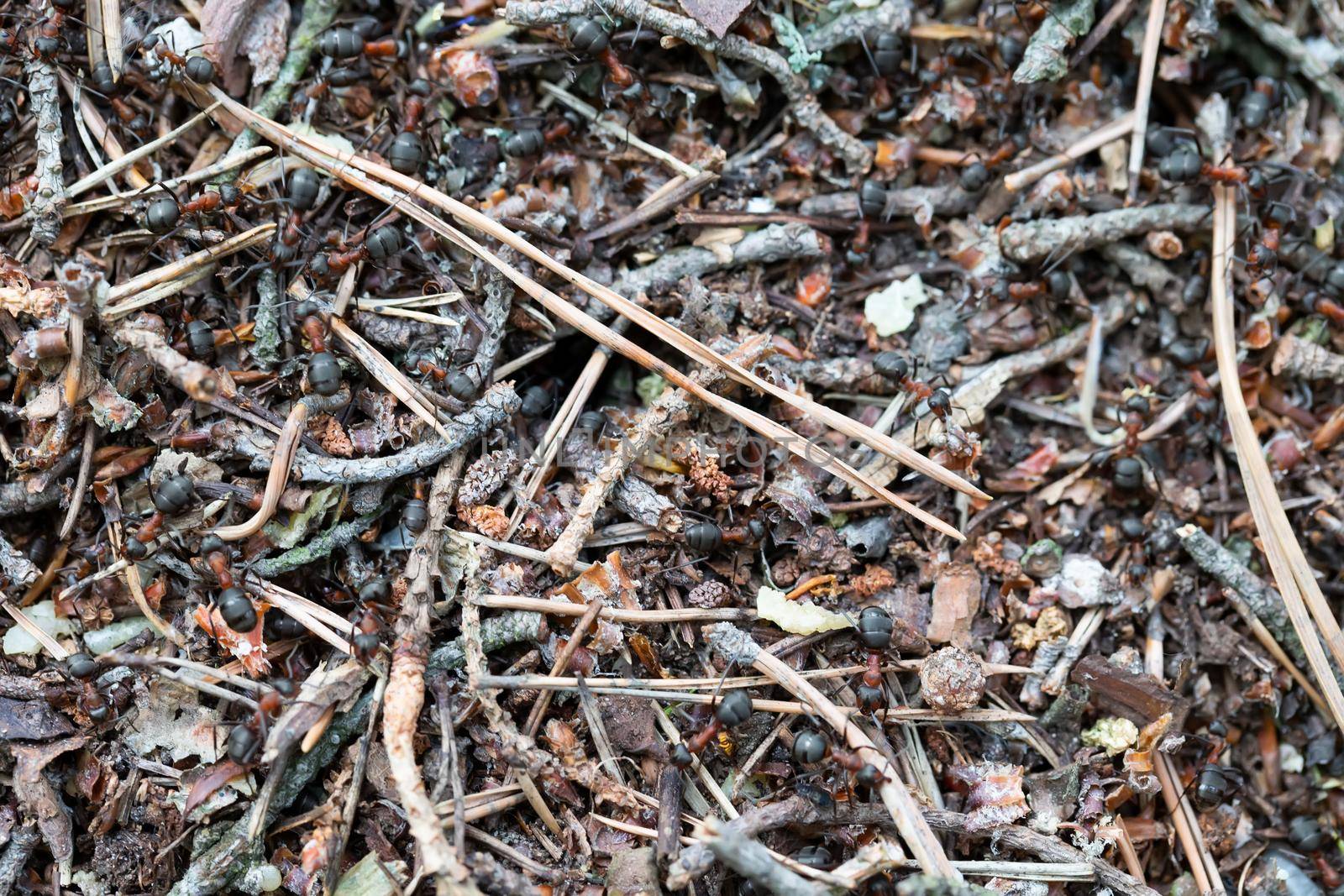 Fragment of an anthill close-up.