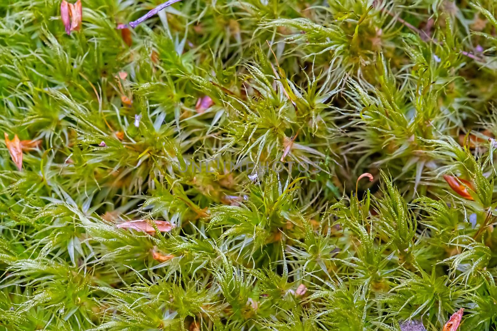 Green leafy forest moss close-up. Forest grass.