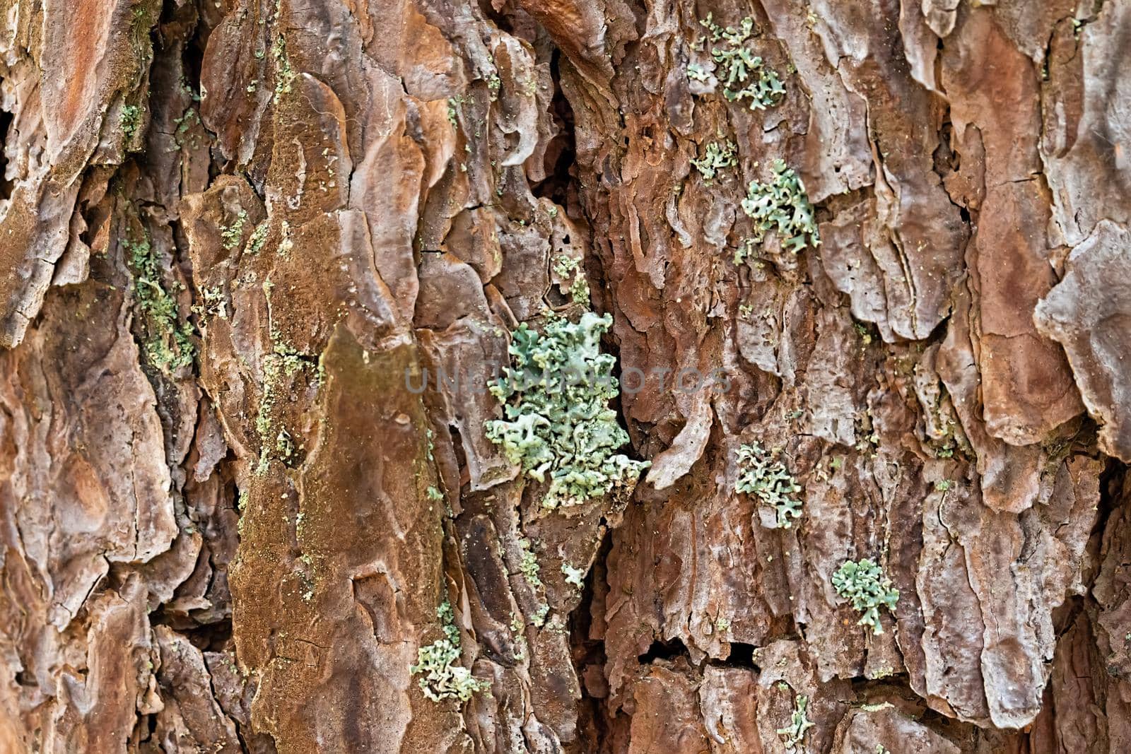 The bark of an old tree with moss closeup.