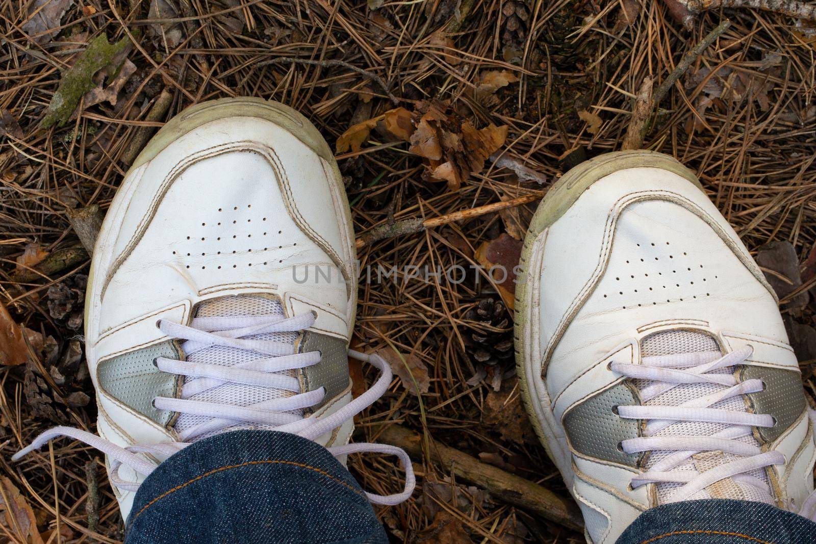 Legs in a sneaker on a forest background