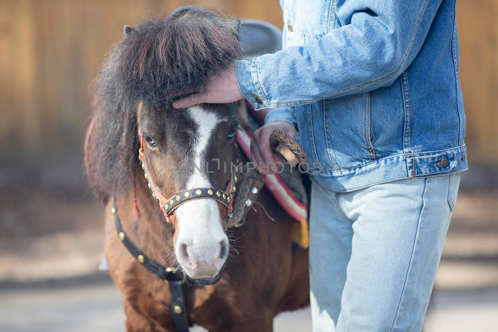 Hand stroking a pony horse.The owner and the horse.