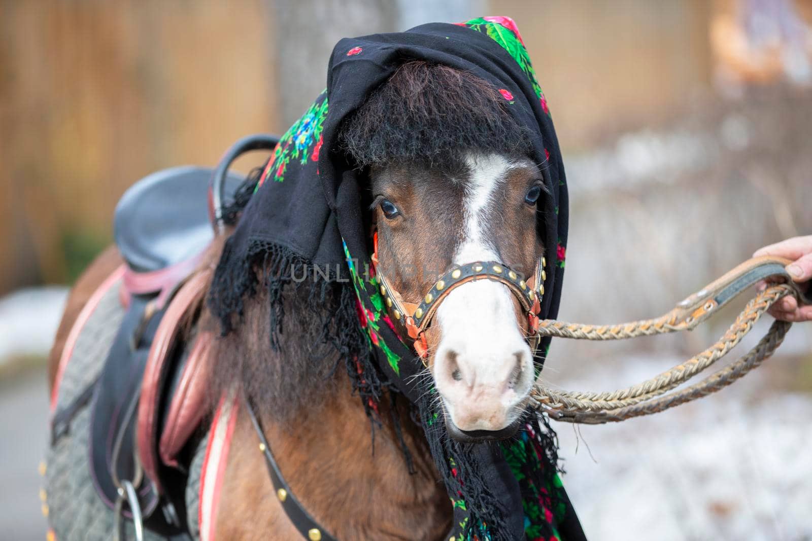 A horse in a Russian shawl. Pony.