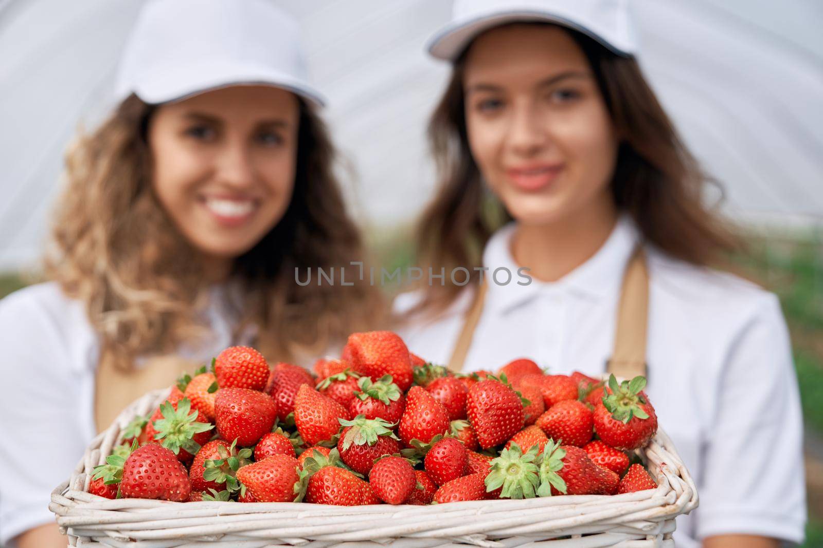 Close-up view of big basket of fresh strawberries. Two brunettes are holding basket of just picked strawberries in greenhouse and smiling . Concept of fresh berry.