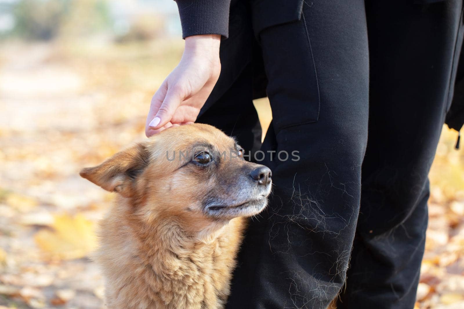 Man's hand stroking a street ginger dog.