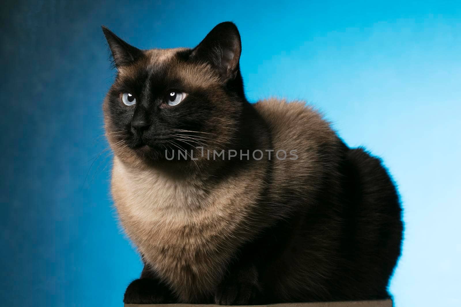 Siamese cat on a blue background. Beautiful animal.