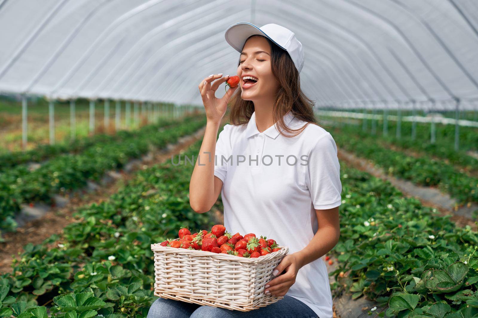 Side view of squatting woman is harvesting strawberries in greenhouse. Cute field worker is posing in white cap and tasting just picked berry. Concept of organic fruit.