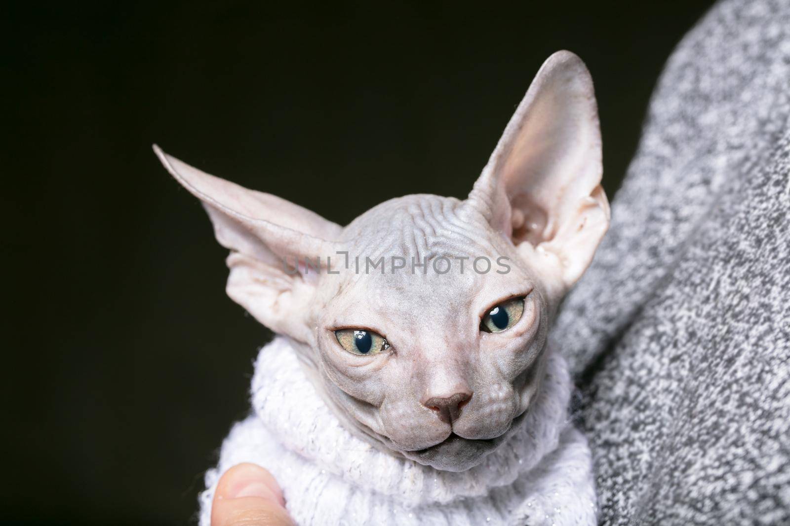 Sphynx kitten. Little bald cat in his arms.
