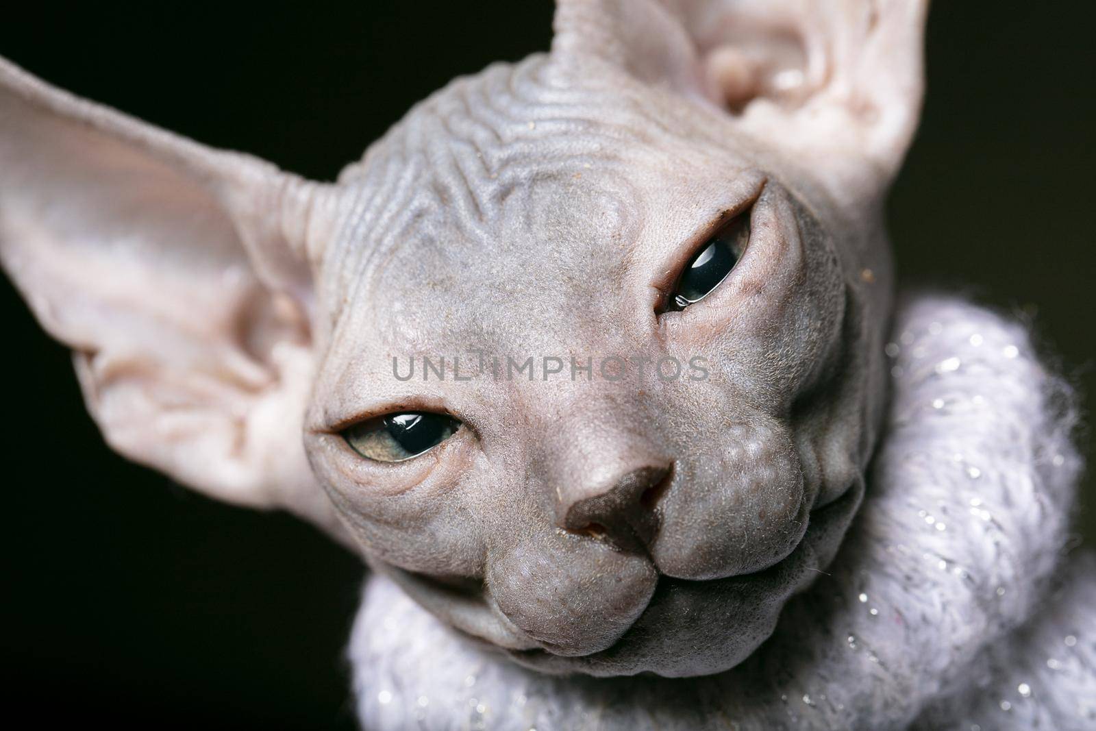 Sphynx kitten. Muzzle of a bald cat close-up.