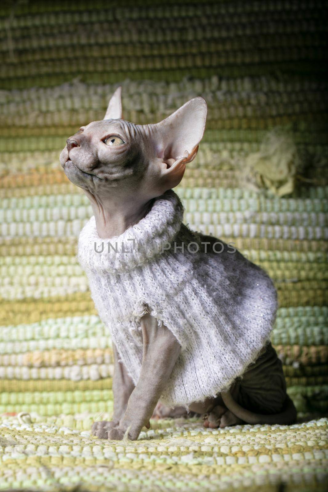 Sphynx kitten. Hairless cat in clothes.