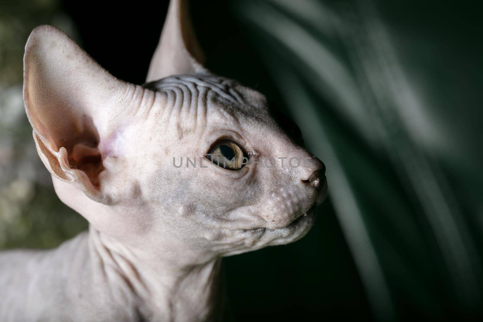 Sphynx kitten. A bald cat in profile.