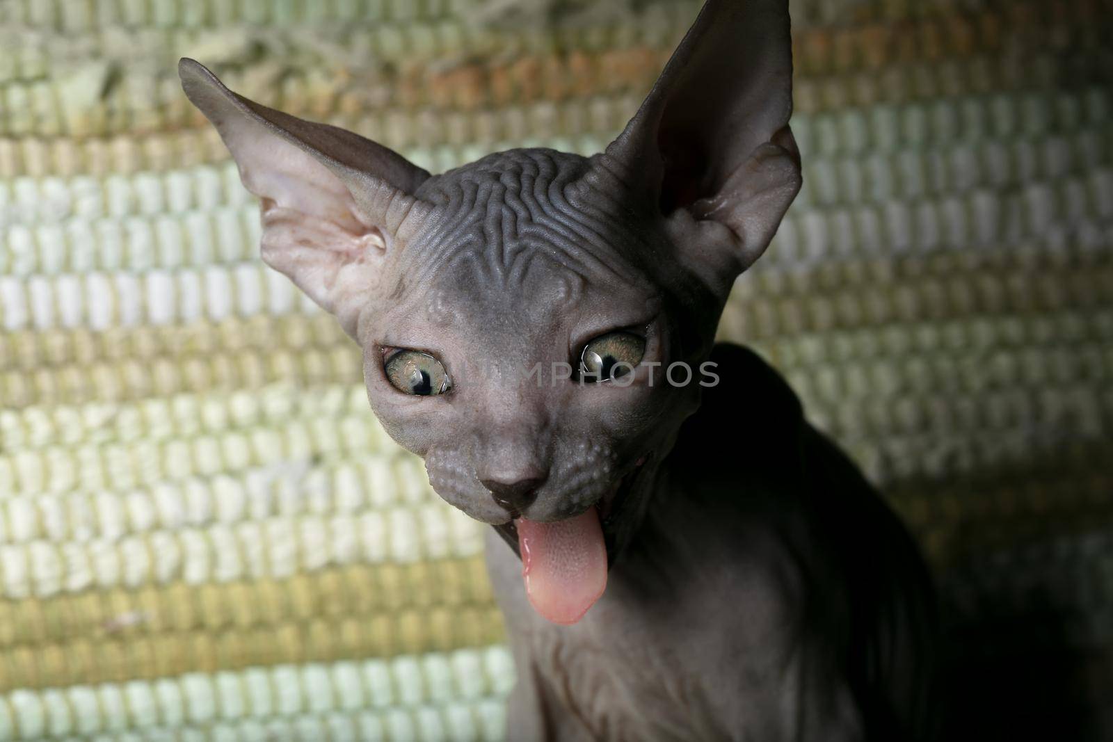 Sphynx kitten. Funny bald cat yawns