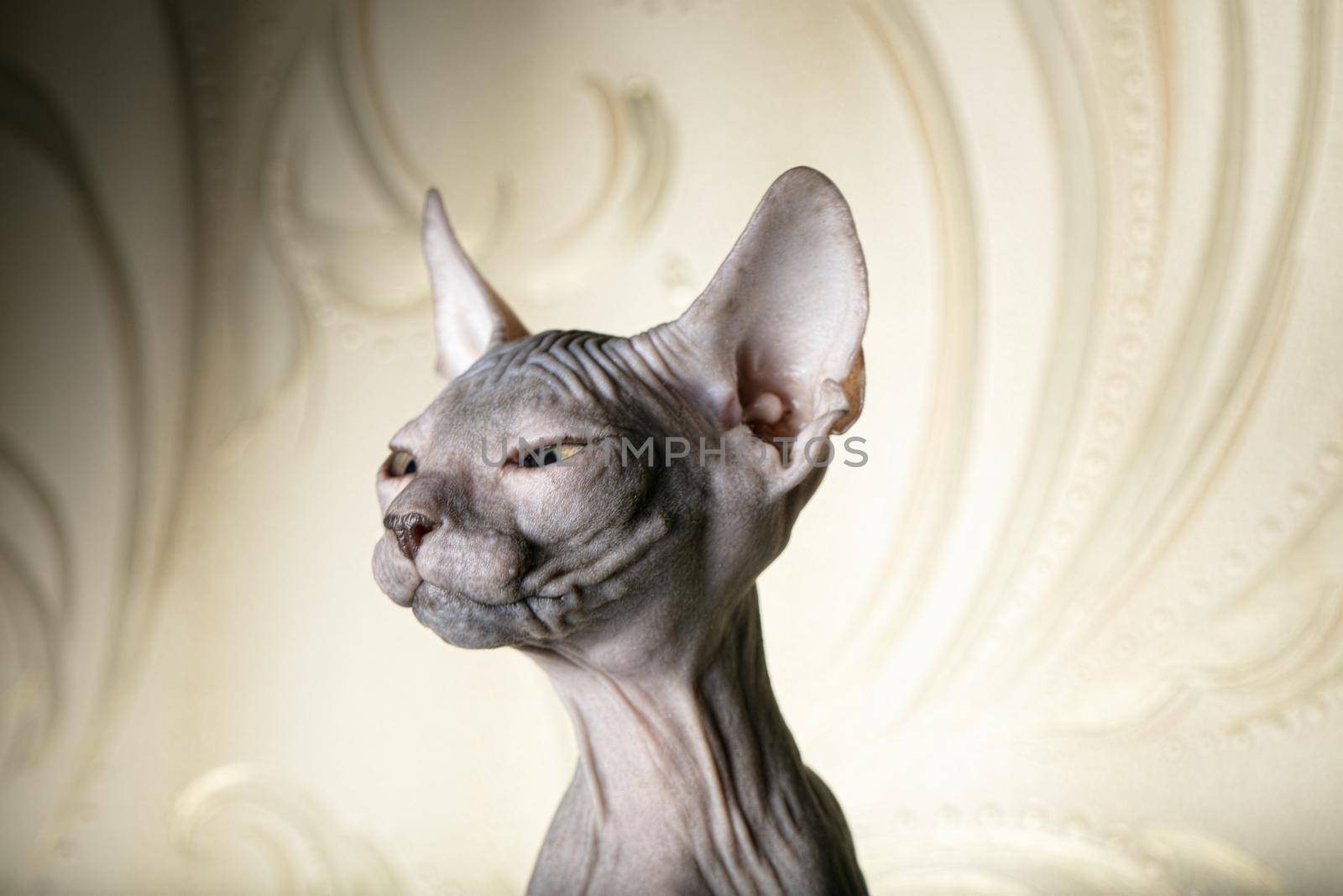 Beautiful face of a sphinx kitten. Funny bald cat on a beige background.