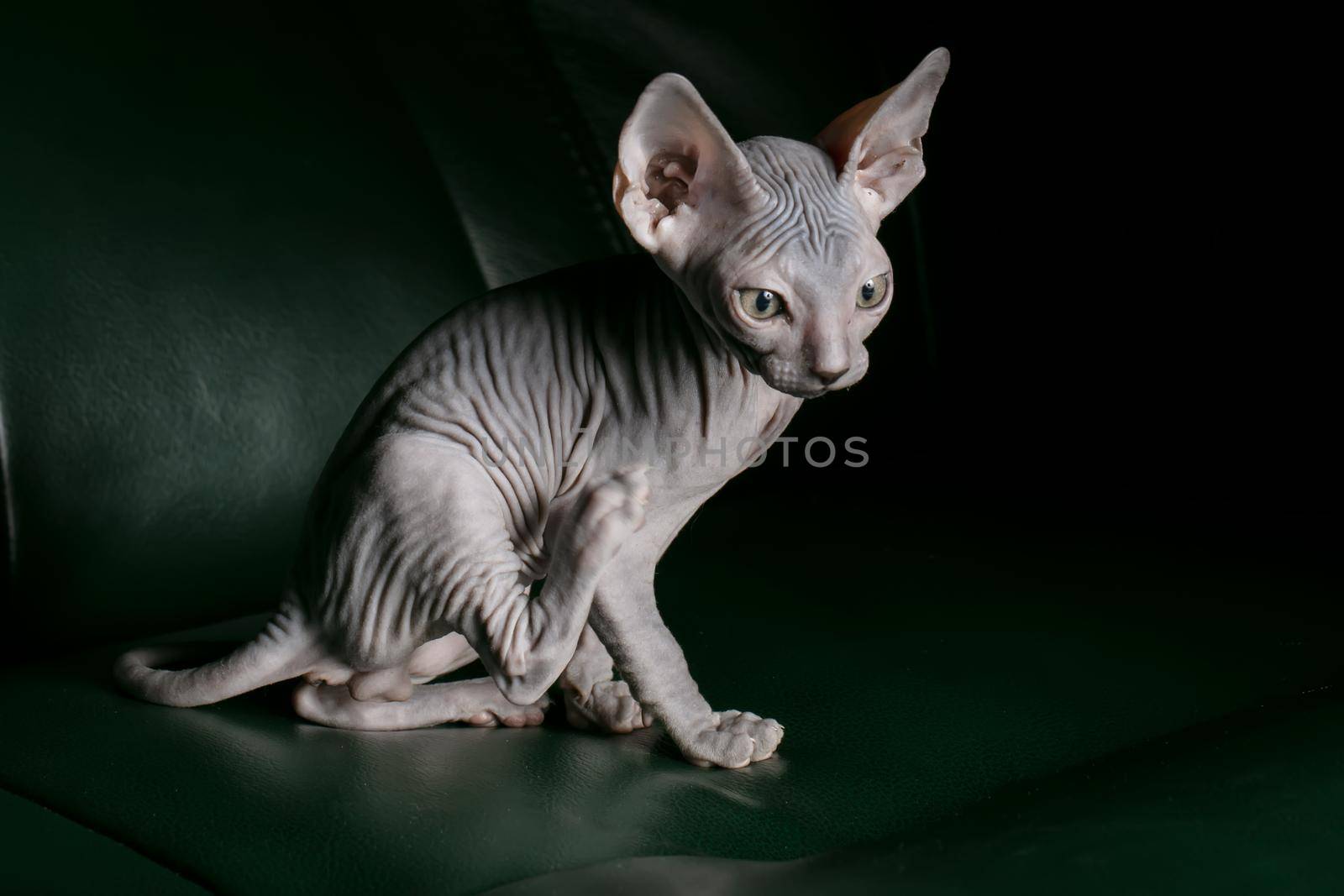 Sphynx kitten. Beautiful bald cat on a dark background. An unusual animal of a rare breed.
