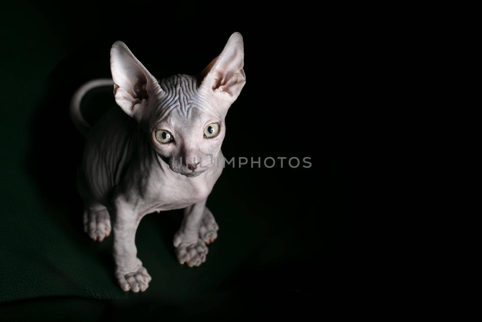 Sphynx kitten. Beautiful bald cat on a dark background. An unusual animal of a rare breed.