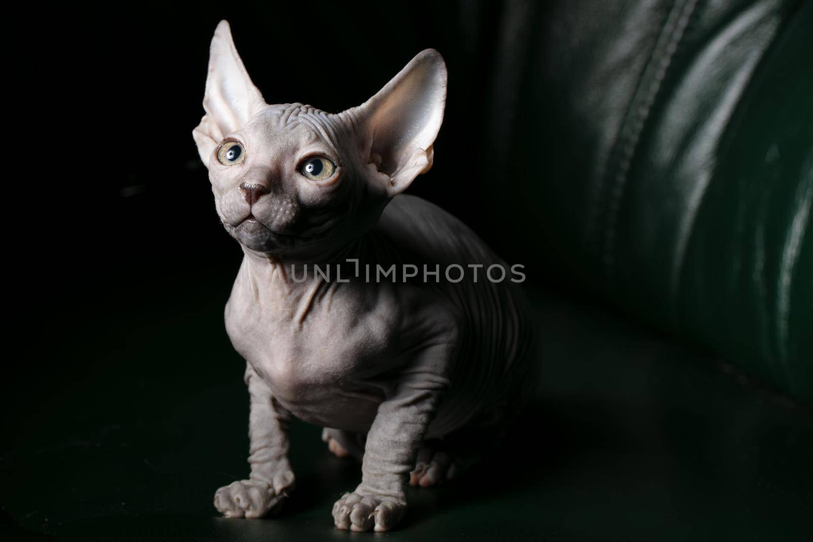 Sphynx kitten. Beautiful bald cat on a dark background. An unusual animal of a rare breed.