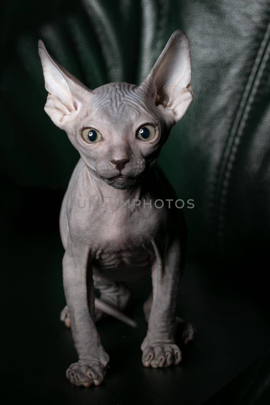 Sphynx kitten upright. Beautiful bald cat on a dark background. An unusual animal of a rare breed.